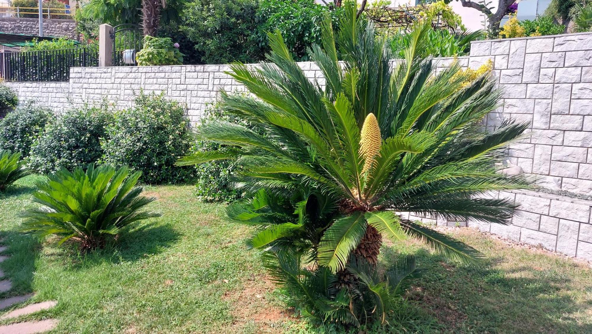 Opatija Centar Leilighet Eksteriør bilde